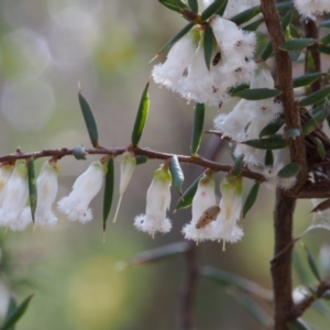 Styphelia fletcheri subsp. brevisepala at Cotter River, ACT - 24 Oct 2015