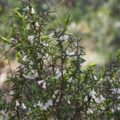 Styphelia fletcheri subsp. brevisepala at Cotter River, ACT - 24 Oct 2015