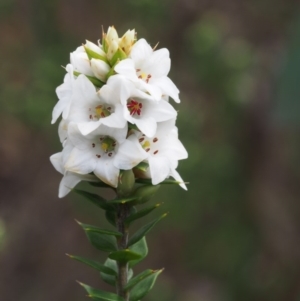 Epacris breviflora at Cotter River, ACT - 24 Oct 2015