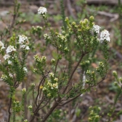 Epacris breviflora at Cotter River, ACT - 24 Oct 2015