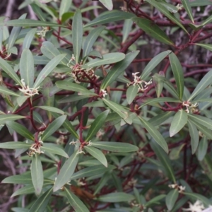 Tasmannia lanceolata at Cotter River, ACT - 24 Oct 2015 10:27 AM