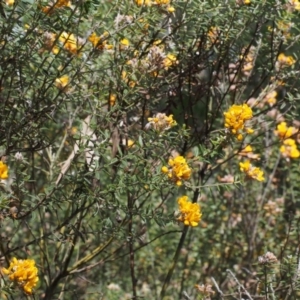 Oxylobium ellipticum at Cotter River, ACT - 24 Oct 2015 11:24 AM