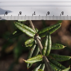 Oxylobium ellipticum at Cotter River, ACT - 24 Oct 2015 11:24 AM