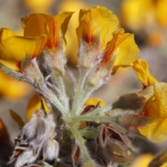 Oxylobium ellipticum at Cotter River, ACT - 24 Oct 2015