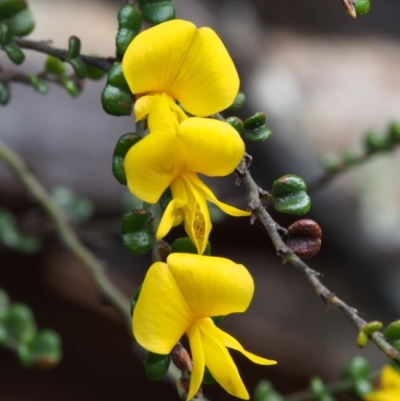 Bossiaea foliosa (Leafy Bossiaea) at Cotter River, ACT - 24 Oct 2015 by KenT