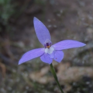 Glossodia major at Tennent, ACT - suppressed