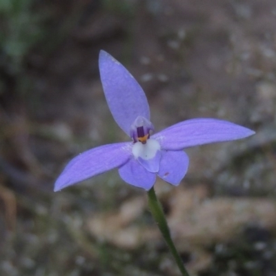 Glossodia major (Wax Lip Orchid) at Tennent, ACT - 20 Oct 2015 by MichaelBedingfield