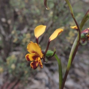 Diuris semilunulata at Tennent, ACT - suppressed