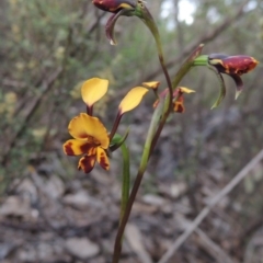 Diuris semilunulata at Tennent, ACT - suppressed