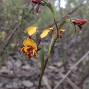 Diuris semilunulata at Tennent, ACT - 20 Oct 2015