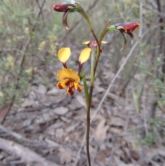 Diuris semilunulata at Tennent, ACT - suppressed