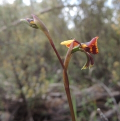 Diuris semilunulata at Tennent, ACT - suppressed