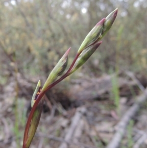 Diuris semilunulata at Tennent, ACT - suppressed