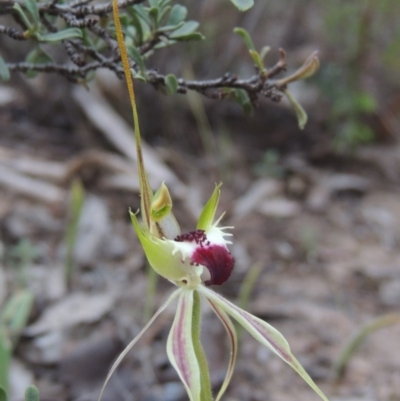 Caladenia parva (Brown-clubbed Spider Orchid) at Tennent, ACT - 20 Oct 2015 by michaelb