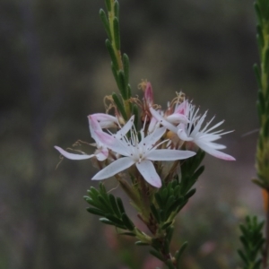 Calytrix tetragona at Tennent, ACT - 20 Oct 2015 07:13 PM