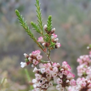 Micromyrtus ciliata at Tennent, ACT - 20 Oct 2015