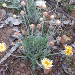 Leucochrysum albicans subsp. tricolor (Hoary Sunray) at Kenny, ACT - 8 Oct 2015 by Louisab