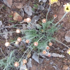 Leucochrysum albicans subsp. tricolor at Kenny, ACT - 8 Oct 2015 08:38 AM