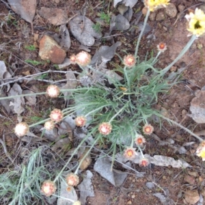 Leucochrysum albicans subsp. tricolor at Kenny, ACT - 8 Oct 2015 08:38 AM