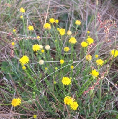 Calotis lappulacea (Yellow Burr Daisy) at Hume, ACT - 26 Oct 2015 by RichardMilner