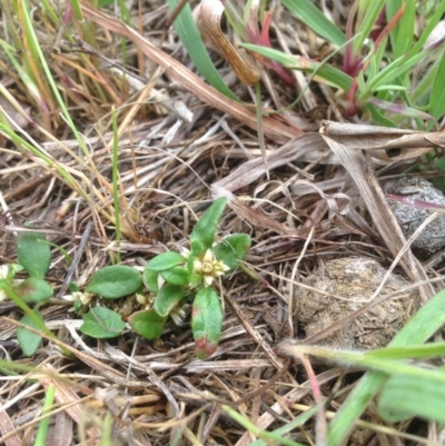 Alternanthera sp. A Flora of NSW (M. Gray 5187) J. Palmer at Hume, ACT - 26 Oct 2015 by RichardMilner