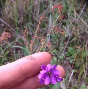 Swainsona sericea at Hume, ACT - 26 Oct 2015