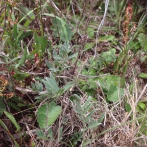 Swainsona sericea at Hume, ACT - 26 Oct 2015 12:32 PM