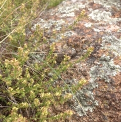 Galium gaudichaudii subsp. gaudichaudii at Hume, ACT - 26 Oct 2015 01:14 PM