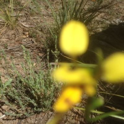 Diuris sulphurea (Tiger Orchid) at Bruce, ACT - 26 Oct 2015 by sybilfree