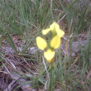 Diuris sulphurea at Point 5825 - suppressed