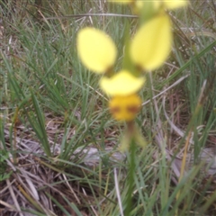 Diuris sulphurea at Point 5825 - suppressed