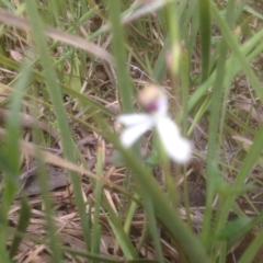 Caladenia cucullata (Lemon Caps) at Point 5834 - 26 Oct 2015 by sybilfree