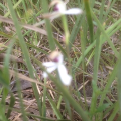 Caladenia cucullata at Point 5834 - suppressed