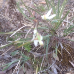 Caladenia cucullata at Black Mountain - 26 Oct 2015 by sybilfree