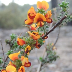 Pultenaea procumbens at Tennent, ACT - 20 Oct 2015