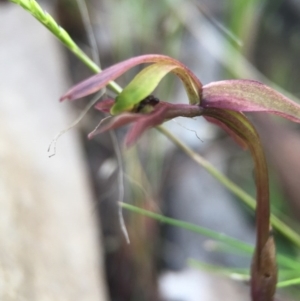 Chiloglottis trapeziformis at Acton, ACT - suppressed