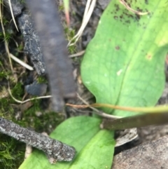 Chiloglottis trapeziformis at Acton, ACT - suppressed