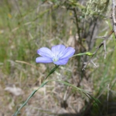 Linum marginale (Native Flax) at Mount Taylor - 26 Oct 2015 by jksmits