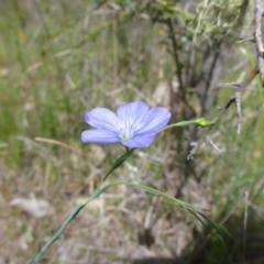 Linum marginale (Native Flax) at Kambah, ACT - 26 Oct 2015 by jksmits