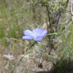 Linum marginale at Kambah, ACT - 26 Oct 2015 01:05 PM