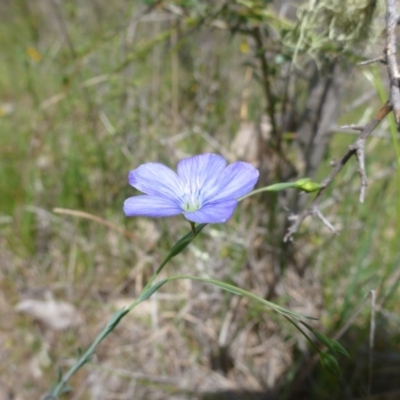 Linum marginale (Native Flax) at Mount Taylor - 26 Oct 2015 by jksmits