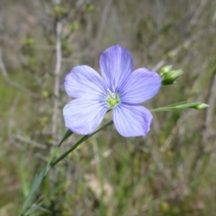 Linum marginale at Kambah, ACT - 26 Oct 2015 01:05 PM