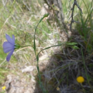 Linum marginale at Kambah, ACT - 26 Oct 2015