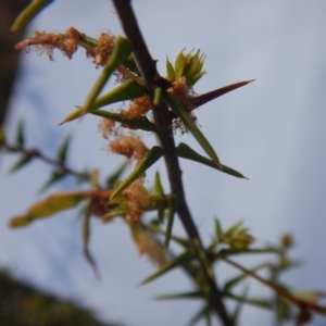 Acacia ulicifolia at Bruce, ACT - 10 Oct 2015