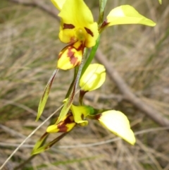 Diuris sulphurea (Tiger Orchid) at Mount Fairy, NSW - 25 Oct 2015 by JanetRussell