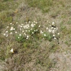 Leucochrysum albicans subsp. tricolor (Hoary Sunray) at Molonglo Valley, ACT - 19 Oct 2015 by MichaelMulvaney