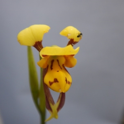 Diuris sulphurea (Tiger Orchid) at Point 5834 - 26 Oct 2015 by MichaelMulvaney