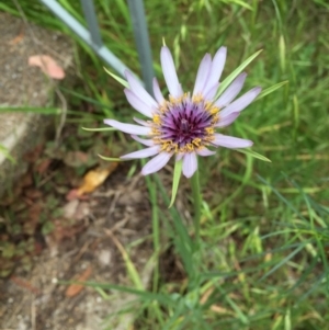 Tragopogon porrifolius subsp. porrifolius at O'Connor, ACT - 26 Oct 2015 08:45 AM