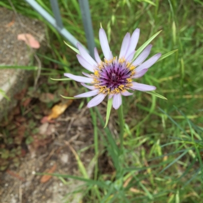 Tragopogon porrifolius subsp. porrifolius (Salsify, Oyster Plant) at O'Connor, ACT - 26 Oct 2015 by ibaird