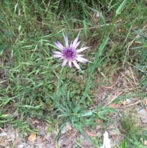 Tragopogon porrifolius subsp. porrifolius at O'Connor, ACT - 26 Oct 2015